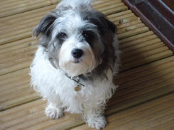 Tessa waiting for her walk
